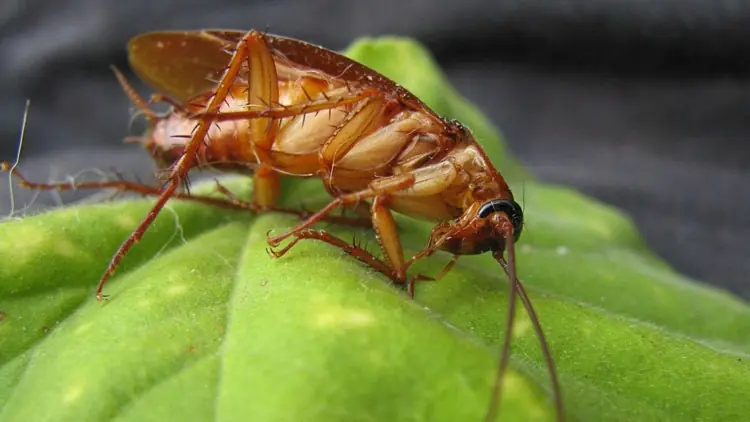Descubren una cucaracha 'sagrada' con aureola incluida