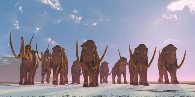 Mamut Mamut