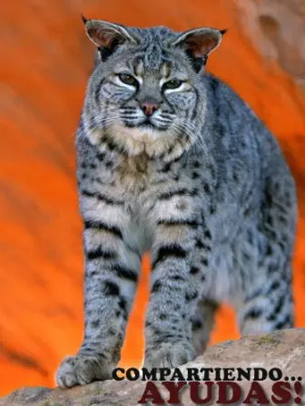 El increíble tigre azul