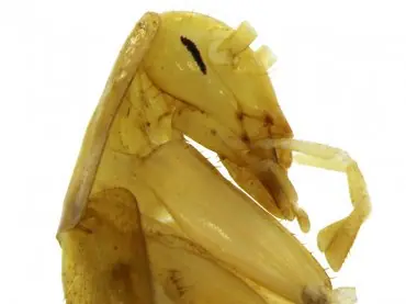 cucaracha