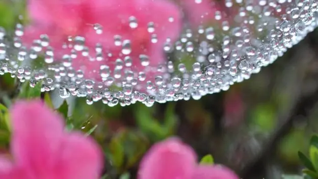 insecto