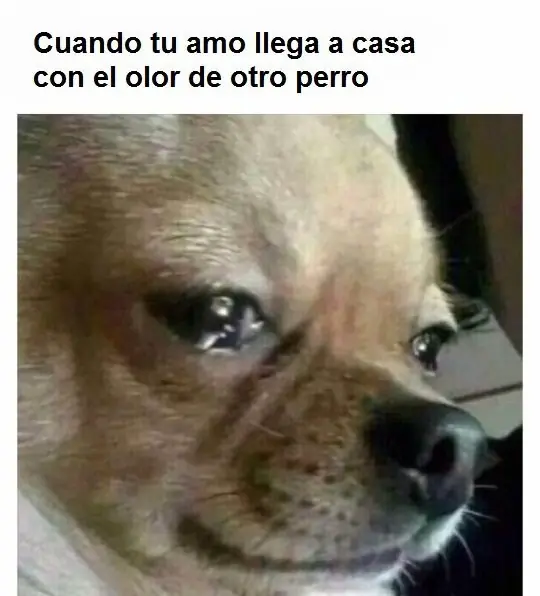 animo