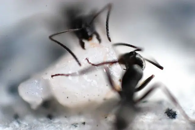 Mate a las hormigas ...SIN Venenos !!! enterate aca !!!