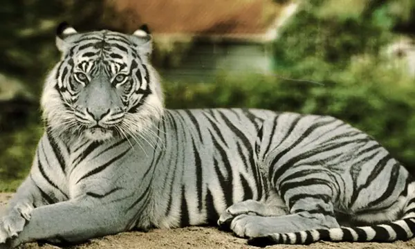 tigre de bengala