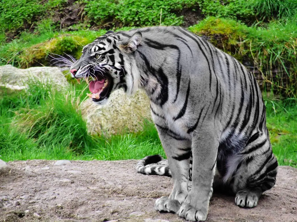 animales en extincion