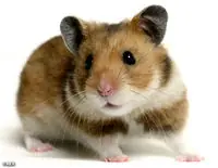 Casa para Hamster - Manualidades