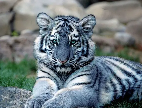 tigre azul