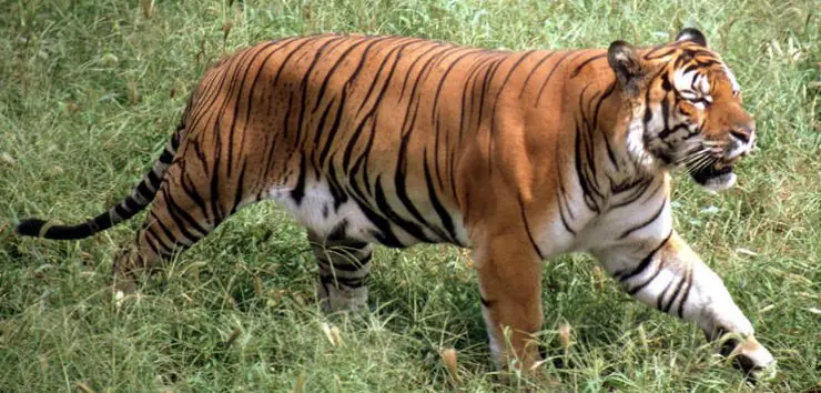 animales en extincion