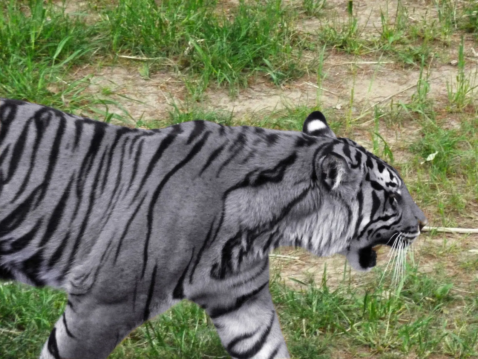 tigre del sur de china