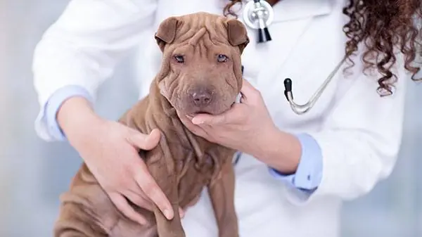La alimentación de tu cachorro