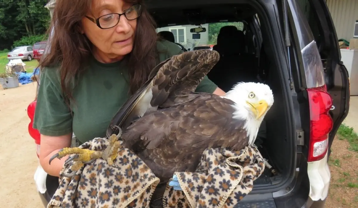 Esta aguila calva