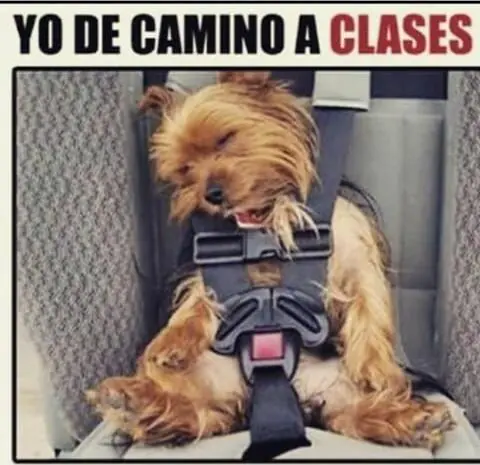 Humor para que levantes el ánimo ya!
