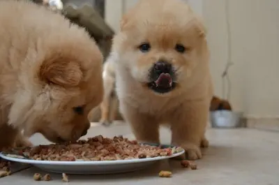 La alimentación de tu cachorro