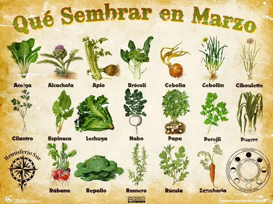 Que sembrar en Marzo. Huerta propia Que sembrar en Marzo. Huerta propia