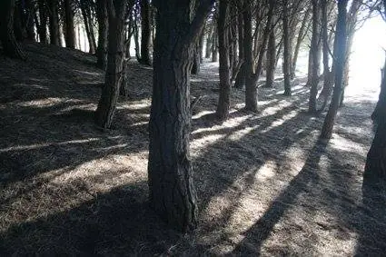 La criatura del Bosque Energético de Miramar.