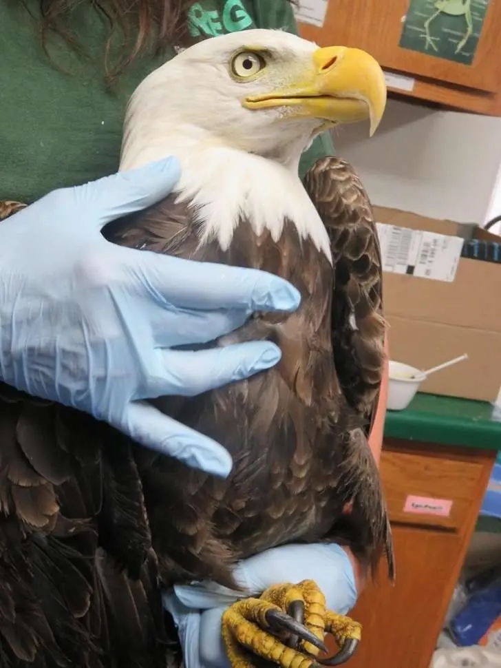 Esta aguila calva