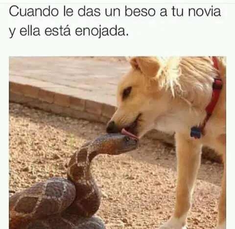 risas