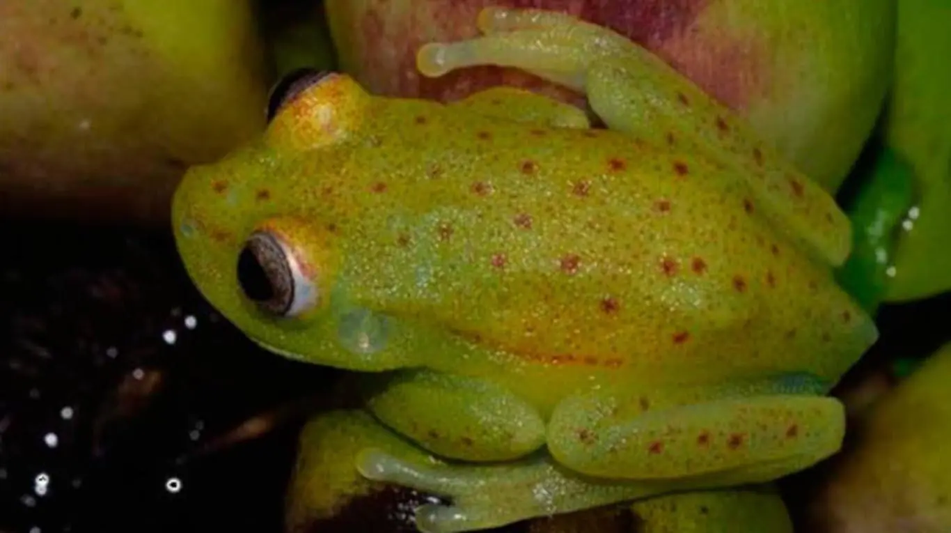 sapo