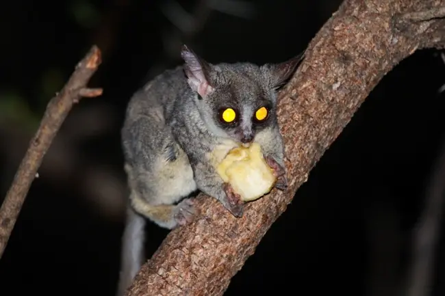 Ojos