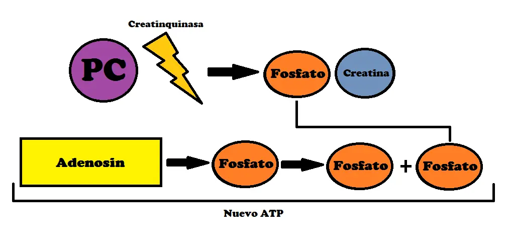 Te explico los sistemas energéticos de tu cuerpo!