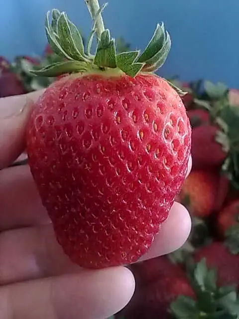 Red Velvet Red Velvet