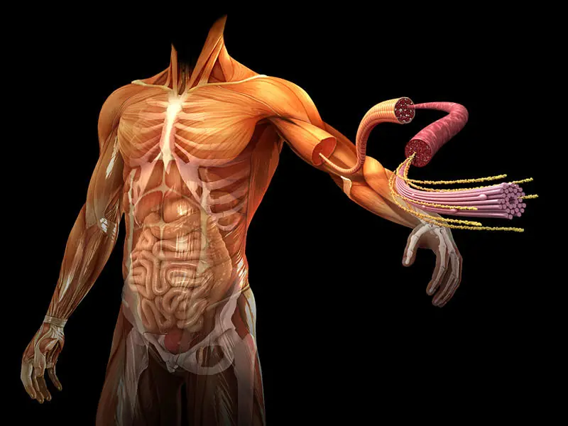energetico