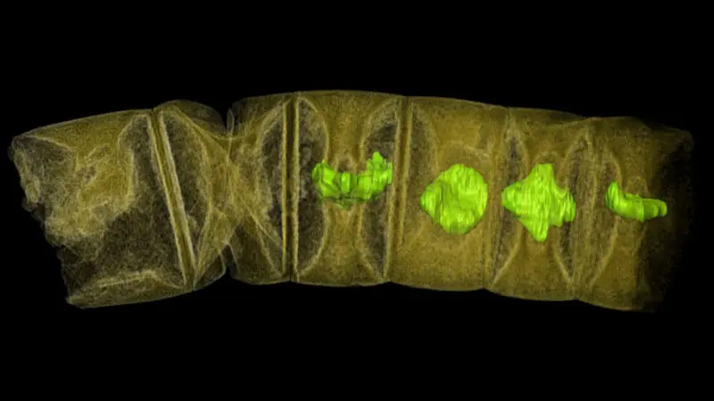 Descubren fósiles de plantas de hace 1600 millones de años