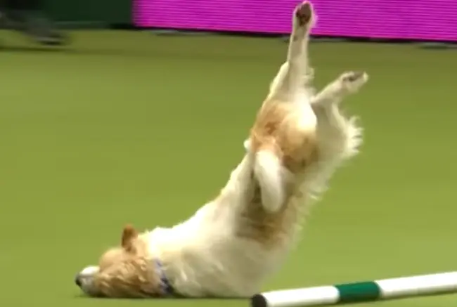 Perrito se emociono tanto por concursar que fue un desastre