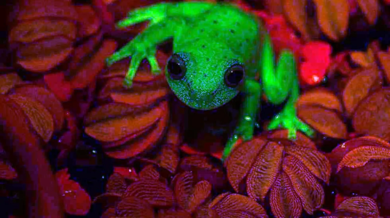 Primera rana fluorescente. Y es argentina!