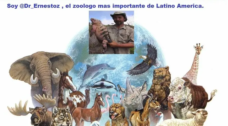 Informacion sobre el Gorilla