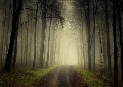 niebla niebla