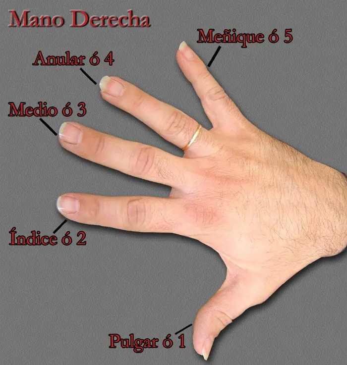 dedo