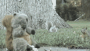 gifs que