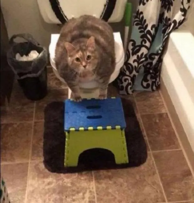 wtf