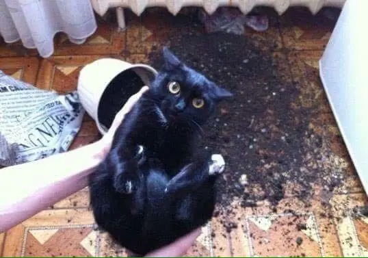 WTF