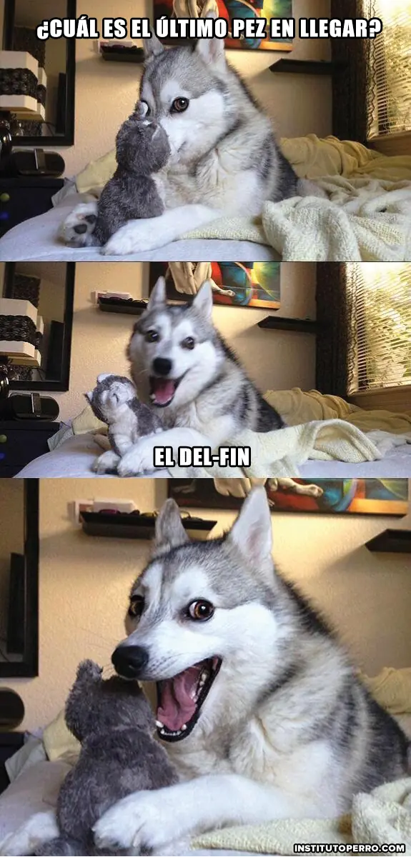 12 Chistes Contados por un Perro Husky