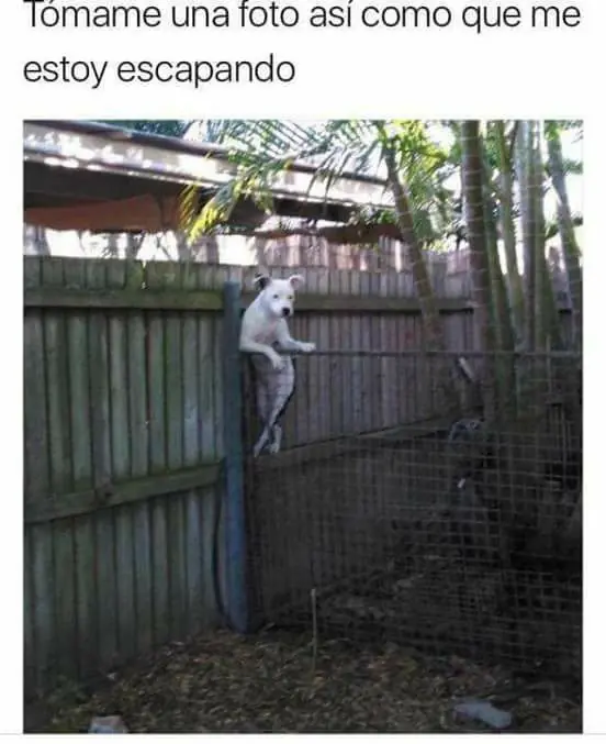 memes