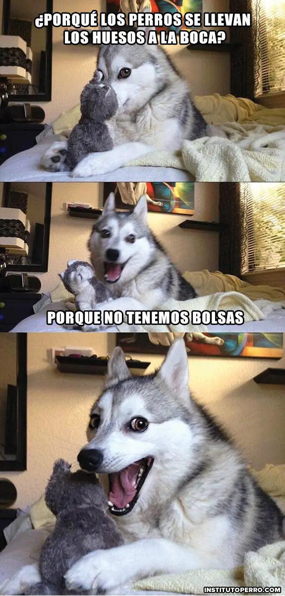 12 Chistes Contados por un Perro Husky