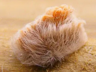 Oruga