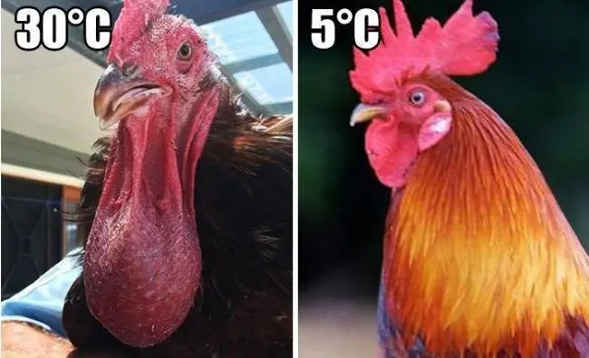 humor