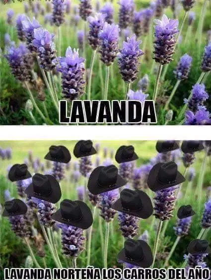 memes memes