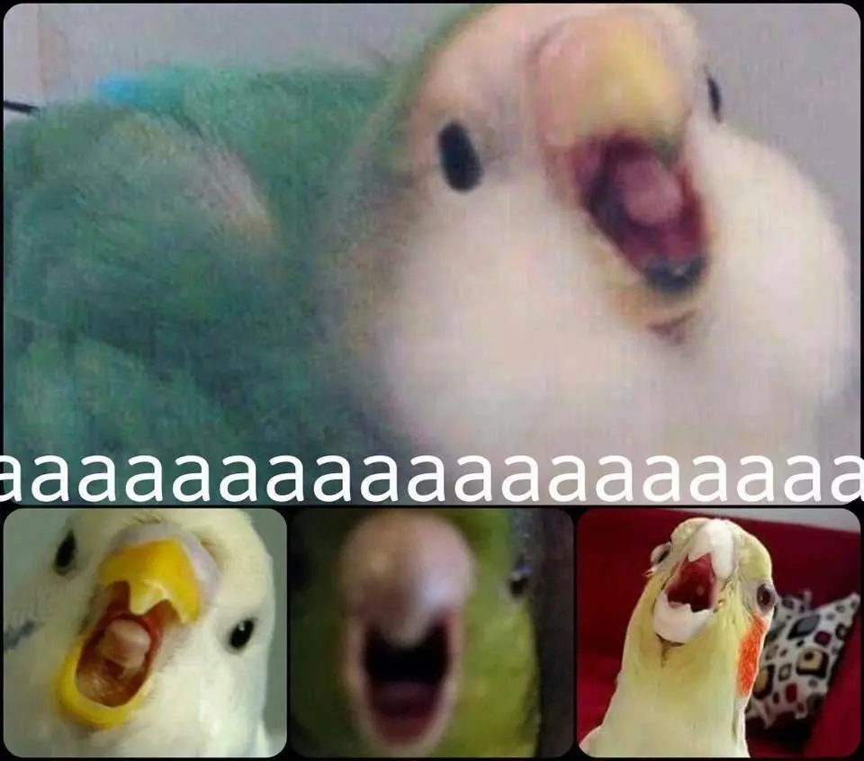 memes