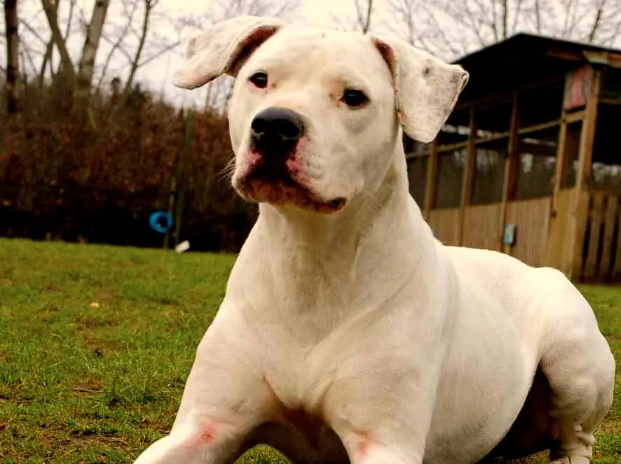 Dogo Argentino