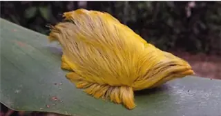 Venenosa oruga