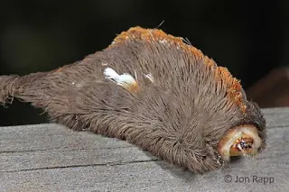 Oruga venenosa