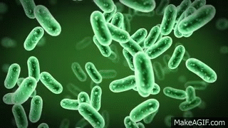 superbacterias