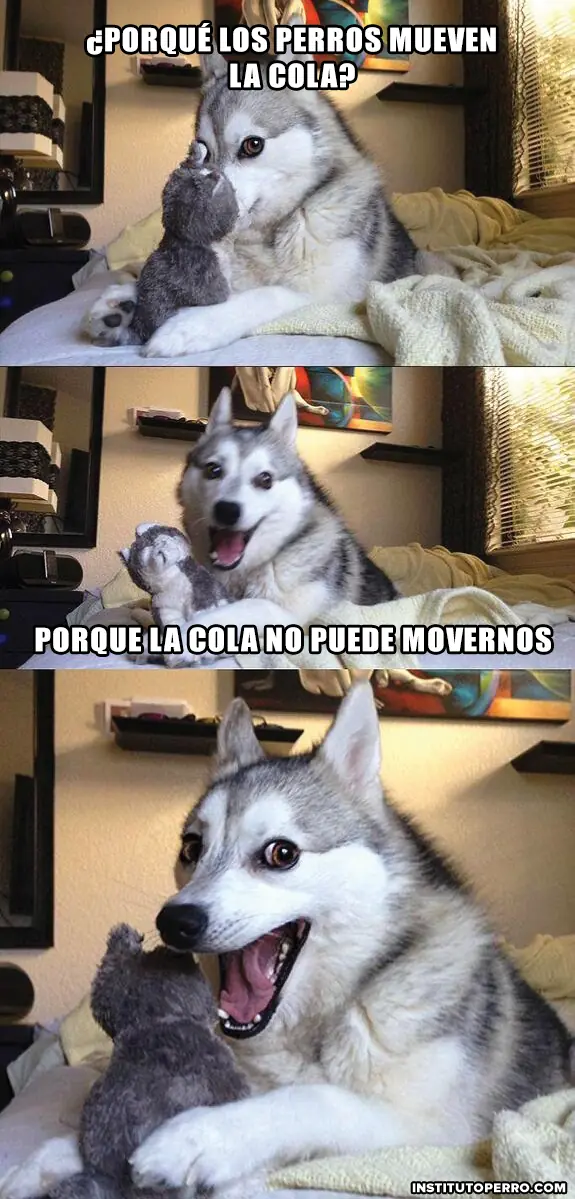 husky