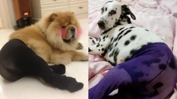 Perros usando pantimedias lo últimos en las redes chinas