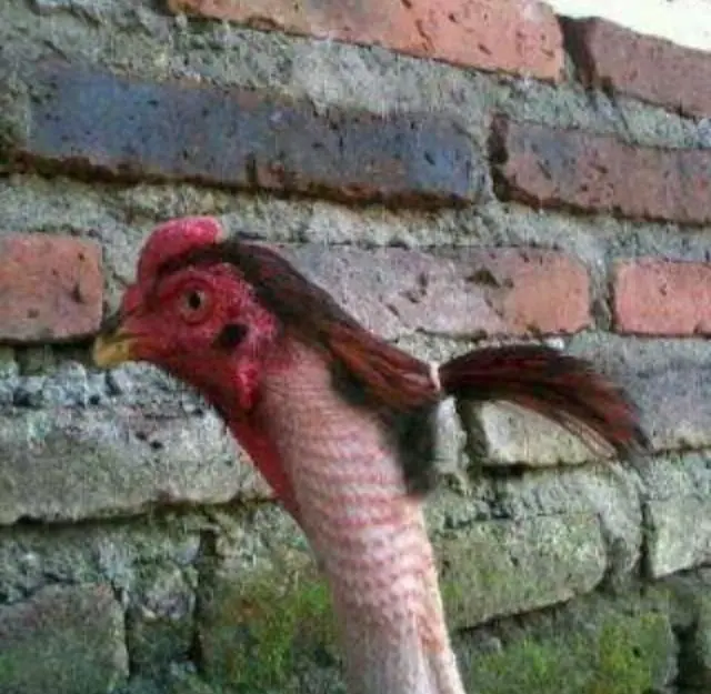 fotos de humor