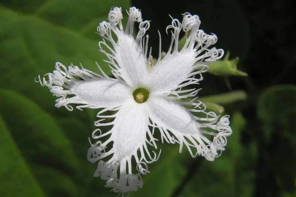 Estas 30 Flores Son Tan Raras Que Parecen De Otro Mundo.